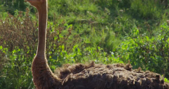 Panning Up of an Ostrich Sitting on Grasslands and Grass Swaying in the Wind