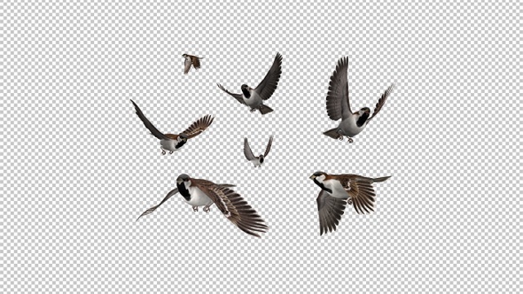 Sparrow Birds - Flock of 7 Random Flying Over Screen - Transparent Transition - Alpha Channel alt