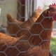 Healthy Hen Looking at Camera - VideoHive Item for Sale