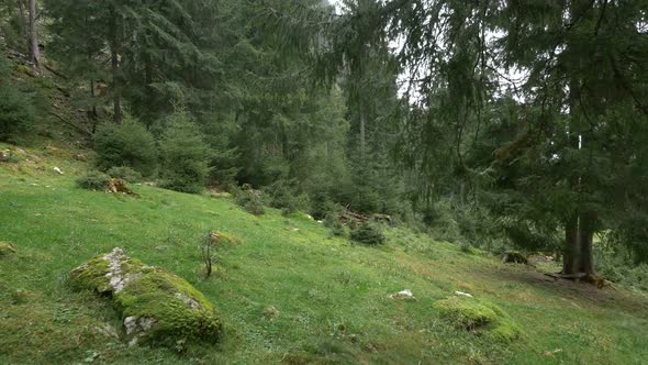 Green Grass and Trees