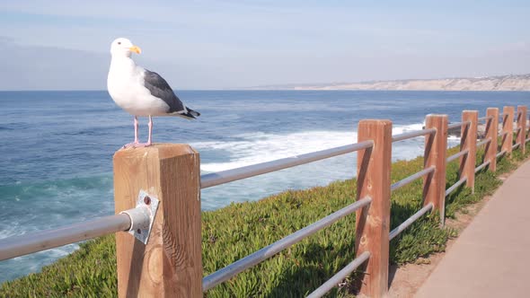 Ocean Waves on Beach Sea Water Surface California USA