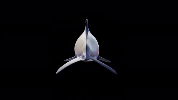 Dolphin Swimming Back View alt