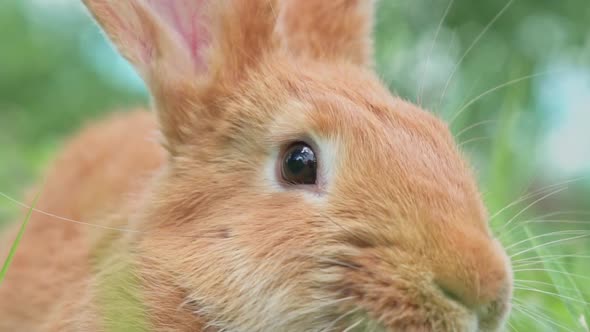 Portrait of a Funny Red Rabbit on a Green Young Juicy Grass in the Spring Season in the Garden with