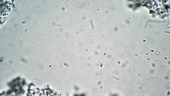 Lactic Acid Bacteria Are Slowly Flowing in the Dairy Product Under the Microscope