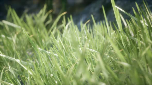 Fresh Green Grass on the Forest