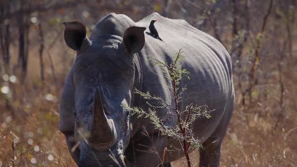 A young male rhino looks at camera