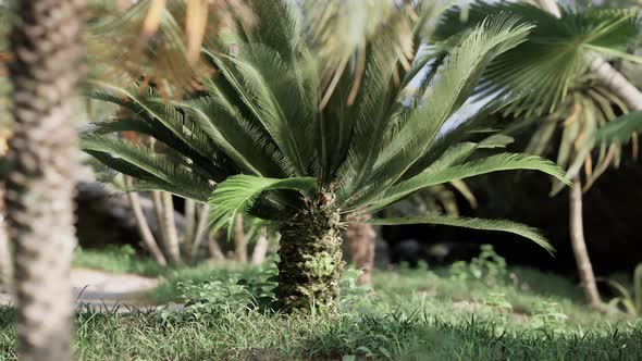 Tropical Palms and Plants at Sunny Day