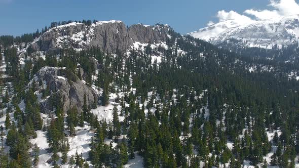 Snowy Cedar Forest