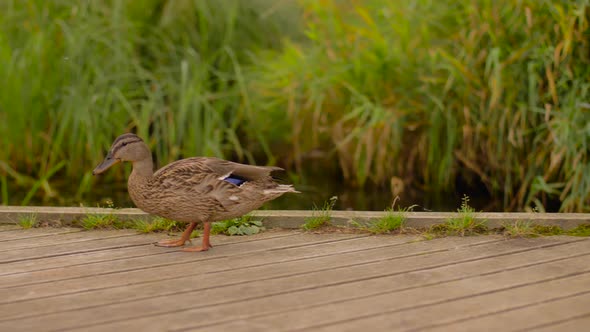 Wild Duck Walking Along Wooden Berth 28