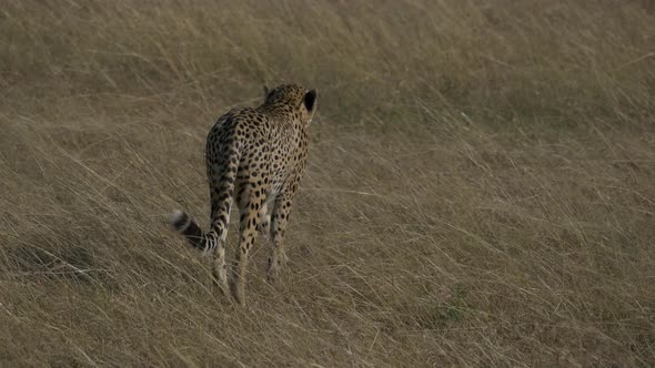 Cheetah walking in dry grass