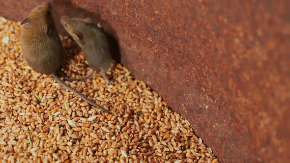 Mouse Family in an Iron Barrel for Storage of Wheat Closeup