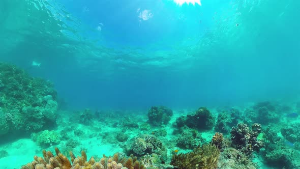 The Underwater World of a Coral Reef