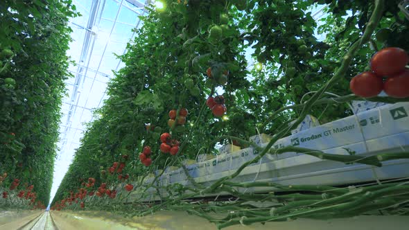 Ripe Tomatoes Grow in Rows in Hothouse