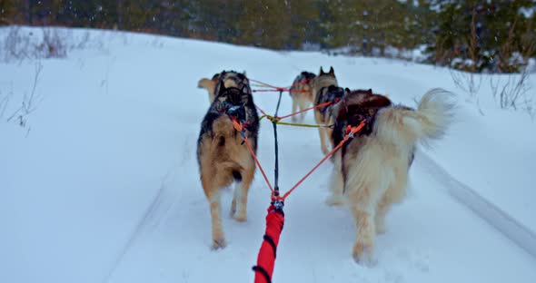 Husky Dogs Run Along the Snowy Road and Pull the Sled Bushy Tails Wagging