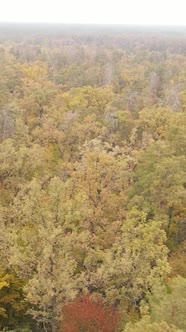 Vertical Video Trees in the Autumn Forest in the Afternoon