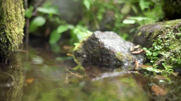 Water Leak From Mossy Rock in the Forest