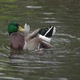 Duck Swims and Cleans Feathers - VideoHive Item for Sale