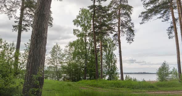 Beautiful, Summer, Pine Landscape, Lit By the Rays of the Sun, Time Lapse, Hyperlapse