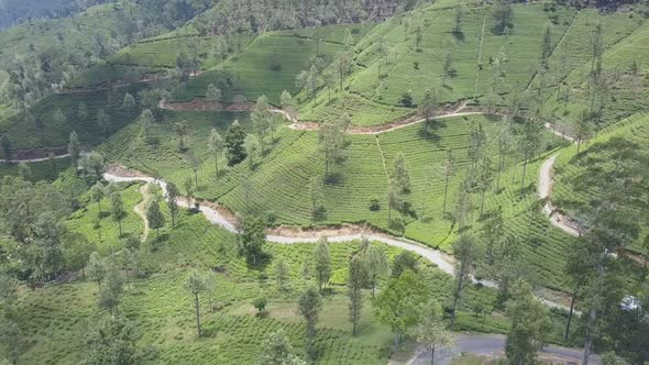 Tea Plantations and Rural Roads on Picturesque Green Slope