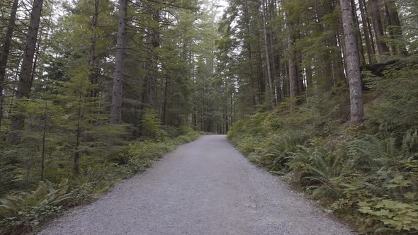 Scenic Trail in the Canadian Rain Forest