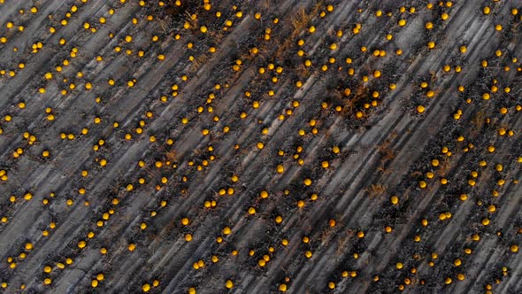 Top-down Aerial View of Large Pumpkin Field