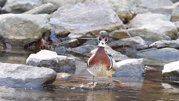 Wood Duck Video Clip 