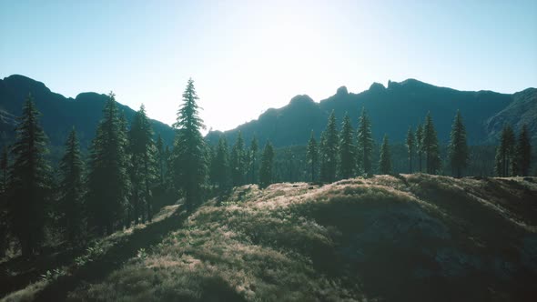 Trees on Meadow Between Hillsides with Conifer Forest