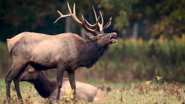 Elk in the Rain Video Clip in 4k