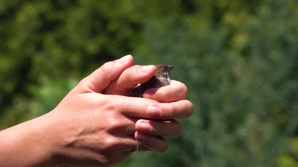 The sparrow (Passer domesticus) flies out of her hands, Release a bird into the wild, slow motion