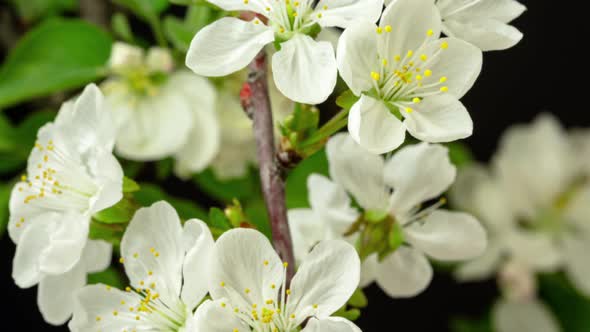 Sour Cherry Fruit Flower Blossom 