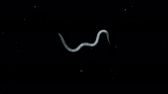 Nematode Worm, Parasite, Pest and Fish Food, Under a Microscope