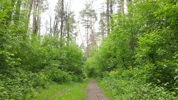 Summer Forest with Pine Trees Slow Motion