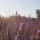 Lavender in the Garden - VideoHive Item for Sale