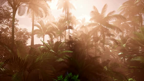 Sunset Beams Through Palm Trees alt