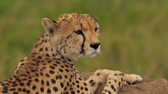 Magnificent Close Portrait of Cheetah Watching Around Estimating Situation Around in African