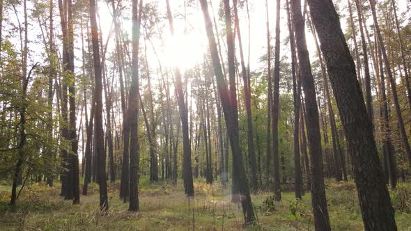 Trees in the Forest on an Autumn Day