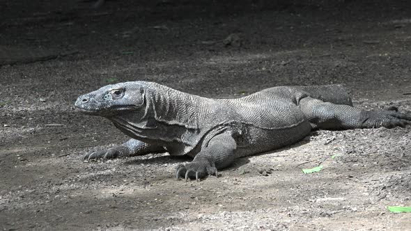 Komodo Island Dragon. The largest  lizard in the world: Komodo dragon from Indonesian island.