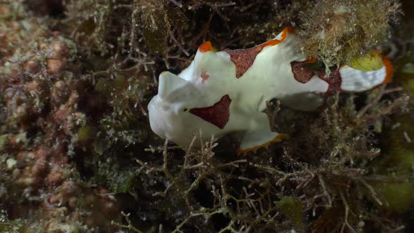 Clown Frogfish (Antennarius maculatus) sitting on sea grass filmed from top