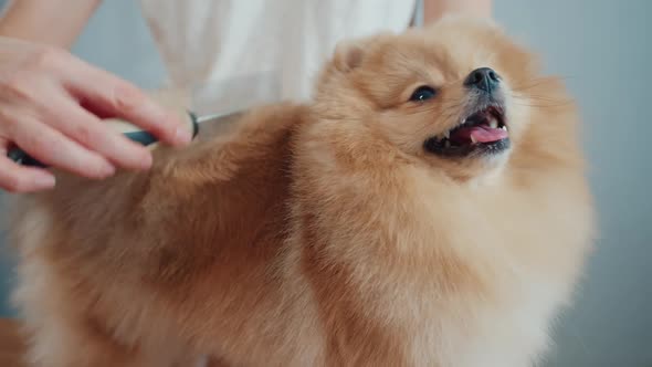 Pomeranian in the Pet Care Salon