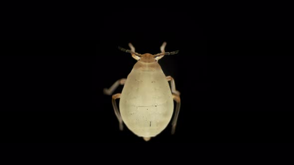 Aphid Under a Microscope Order Hemiptera an Insect Living on Leaves of Trees and Shrubs Feeds on