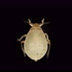 Aphid Under a Microscope Order Hemiptera an Insect Living on Leaves of Trees and Shrubs Feeds on - VideoHive Item for Sale