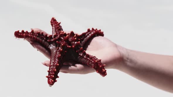 Woman's Hand Holds a Red Starfish Over Transparent Ocean Water on White Beach