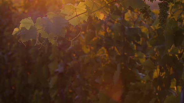 Grapes in the Sunset