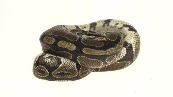 Royal Python or Python Regius Isolated in Studio Against a White Background.