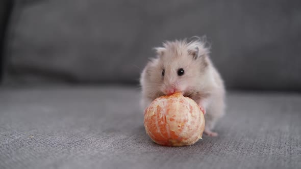 the Hamster is Sitting on the Sofa and Eating a Tangerine Celebrating the New Year and Christmas