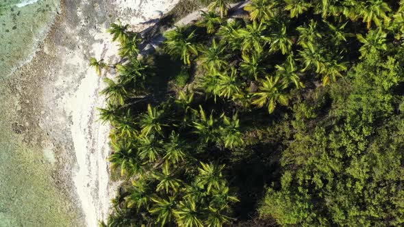 Aerial View on Tropical Beach with Coconut Palm Trees