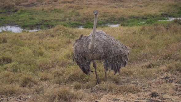 Brown ostrich in Ngorongoro National Park, Tanzania. Slow motion cinematic. Africa 4K