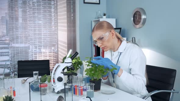In Modern Lab Research Scientist Examining the Plant in Pot with Surgical Pincers