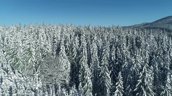 Flying Over Frozen Forest Snowy Pine Trees in the Winter Mountains