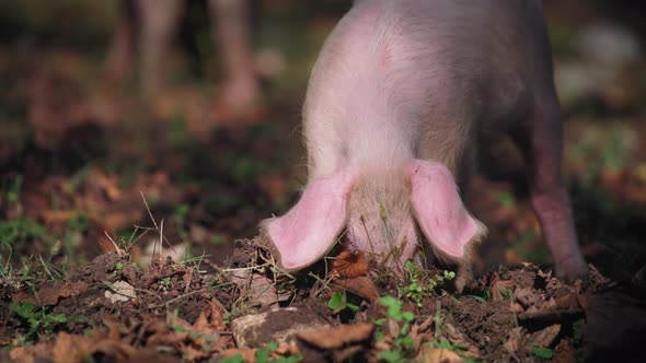 A piglet searching for food in the woods